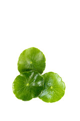 Gotu kola Close up