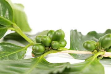 Coffee arabica Close up