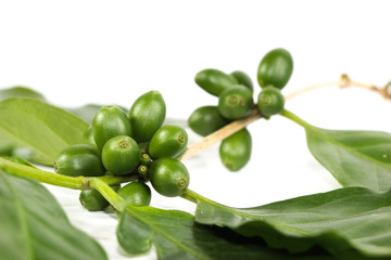 Coffee arabica Close up
