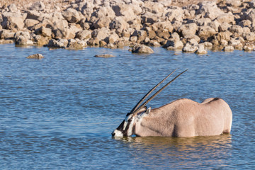 Gemsbok ( Oryx Gazella) completely standing in the water drinking at a water hole, Etosha National...