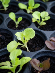 Green and red lettuce seedlings a horticultural nursery