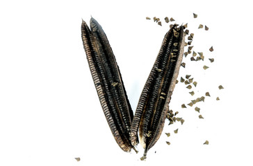 Candelabra bush Close up