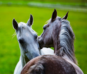 konie Arabskie, Arabian horses in dynamics