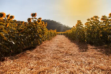 Photo sur Plexiglas Tournesol Sunflower field landscape.