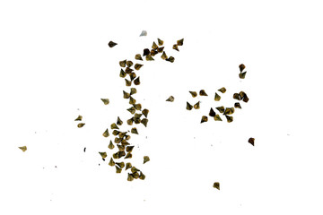 Candelabra bush Close up