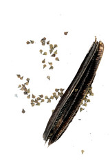 Candelabra bush Close up