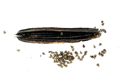 Candelabra bush Close up