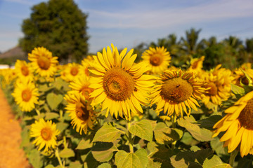 Sunflower field landscape.