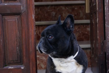 Portrait of a funny french bulldog