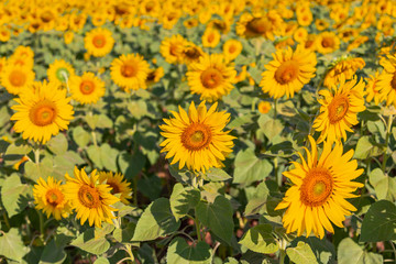 Fototapeta na wymiar Sunflower field landscape.