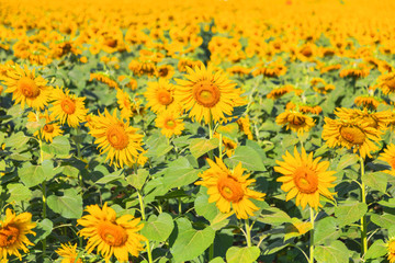 Fototapeta na wymiar Sunflower field landscape.