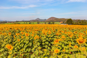 Sunflower field landscape.