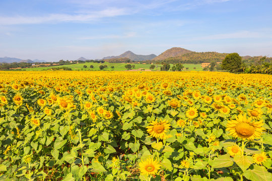 Sunflower field landscape.