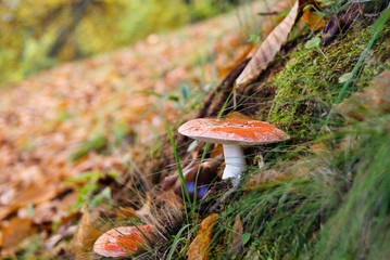 Picture of beautiful mushroom in Autumn