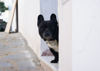 portrait of beautiful dog in Andalucía, Spain