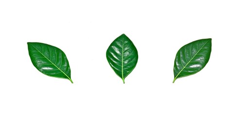 collection of fresh green jack fruit leaves isolated on white background.