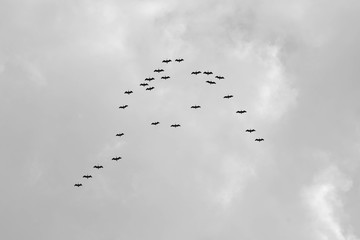 a flock of birds in the sky - monochrome