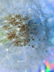 dandelion on blue background