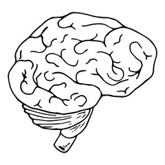 Brain icon. Vector illustration of a human brain. Hand drawn brain.