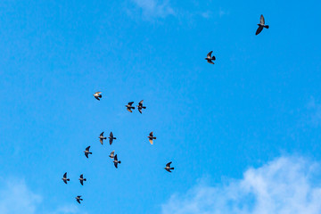 Looking up at birds in flight against a blue sky