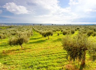Fototapeta na wymiar Olive plantation with ripe olives awaiting harvest