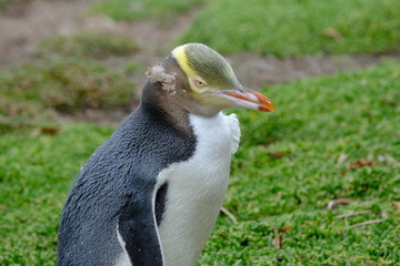 Yellow Eyed Penguin, South Island, New Zealand