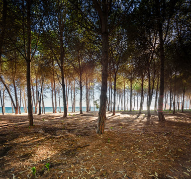 Wild beach of Eraclea Minoa, Sicily, Italy