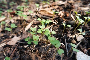 Seedlings are growing from soil in the garden.