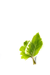 Indian borage Close up