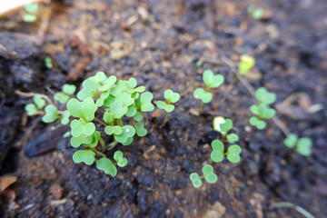 Seedlings are growing from soil in the garden.