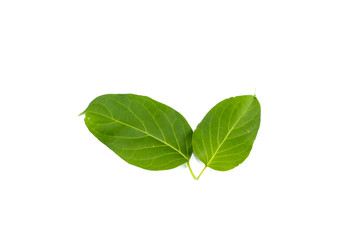 Leaf Gymnema sylvestre Close up