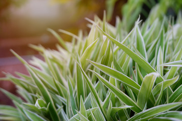 Obraz premium Variegated Spider Lily or Hymenocallis littoralis