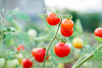 Red Currant Tomato in the kitchen garden.