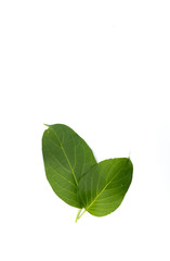 Leaf Gymnema sylvestre Close up