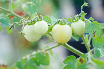 Green Currant Tomato in the kitchen garden.