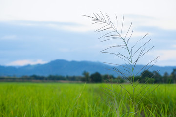 Sprangletop (Leptochloa chinensis (L.) Nees) is Weeds in rice fields, blurred Background.