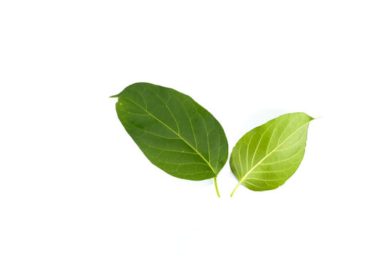 Leaf Gymnema sylvestre Close up