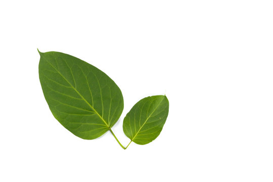 Leaf Gymnema sylvestre Close up