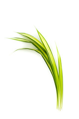 Obraz premium White-striped Pandanus Close up