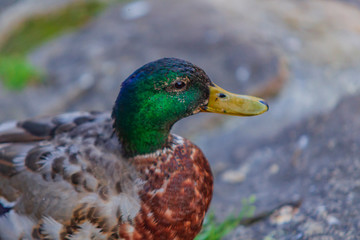 Ente,