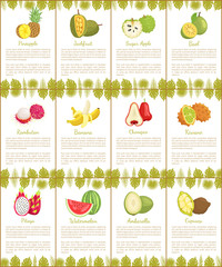 Pomelo and Longan Posters Vector Illustration