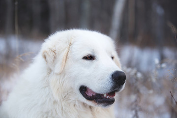 Profile Portrait of gorgeous maremmano abruzzese sheepdog. Close-up of big white fluffy dog is on the snow in winter