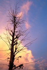 The silhouette of the tree branches beautifully in the sunset. Covered with orange and violet horizon in twilight time.