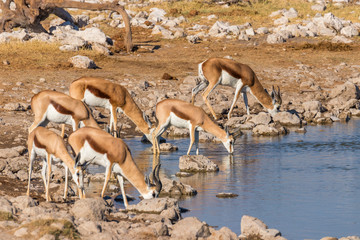 A herd of springbok ( Antidorcas Marsupialis) drinking at a water hole, Etosha National Park, Namibia.