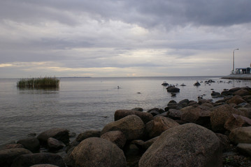 Gulls. Sunset.  Autumn