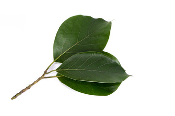 Fototapeta premium Leaf Avocado Close up