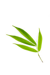 Obraz premium Asoke tree Close up