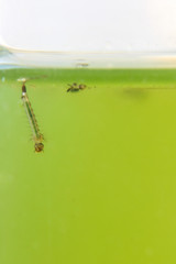 Mosquito Larva in the order Diptera, Anopheles sp. (Mosquito Larva) in the water for education