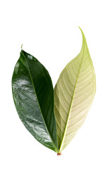 Leaf Pomerac Close up