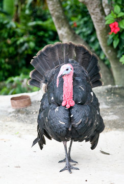 Big black turkey in Cuba